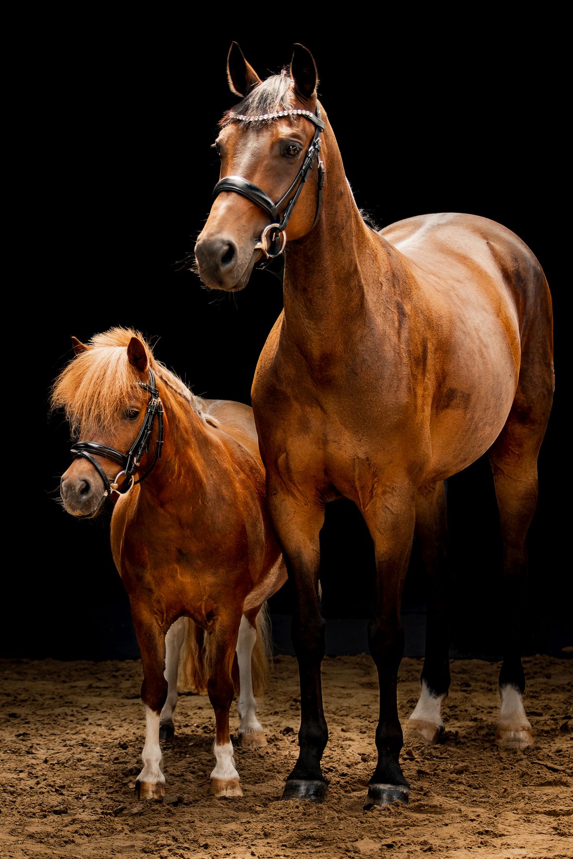 Fotoshooting PrivatPferde25_0002