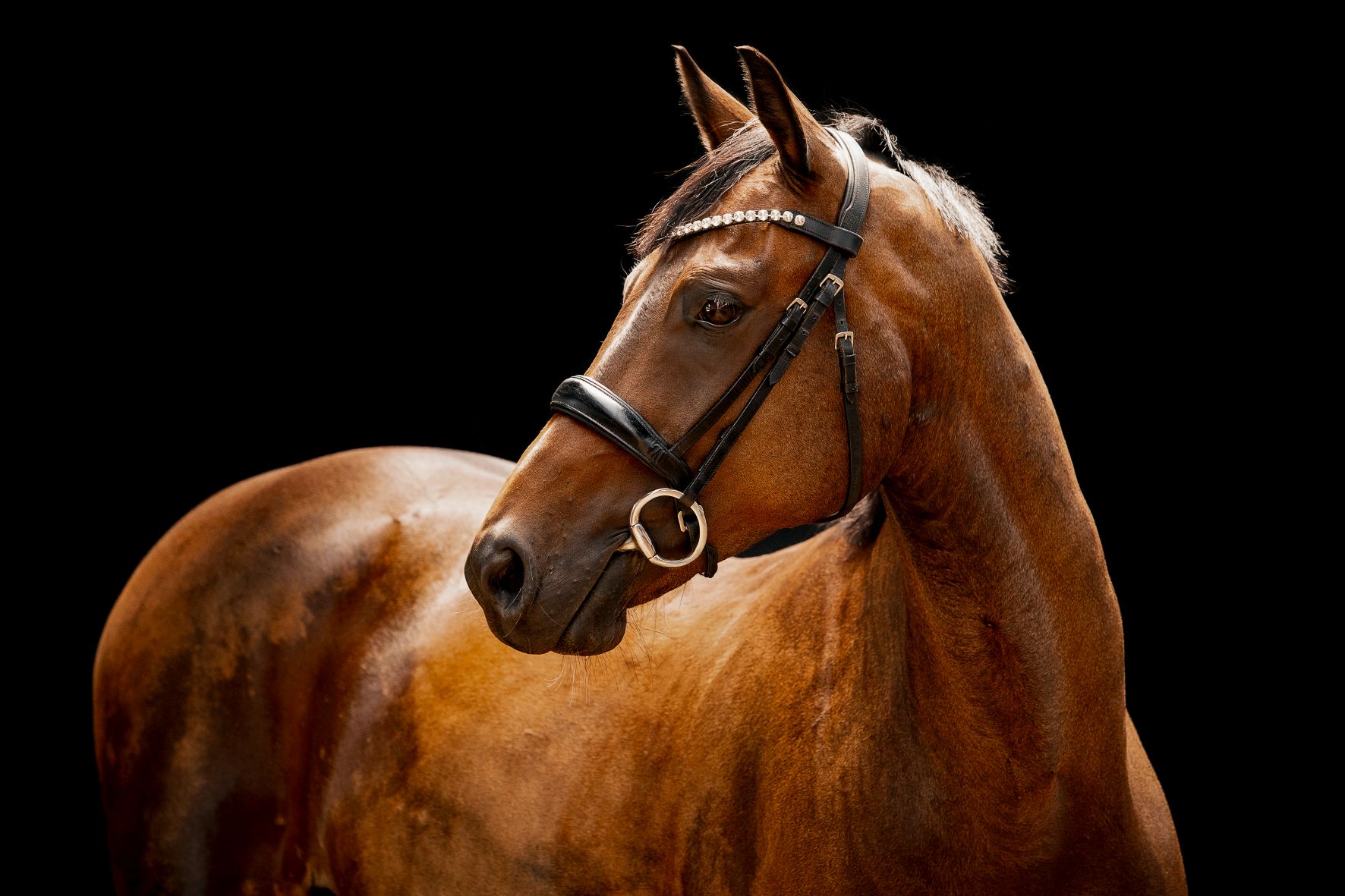 Fotoshooting PrivatPferde25_0011