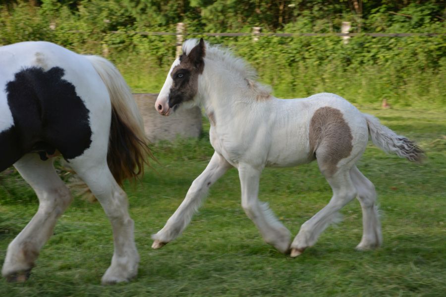 Tinkerbell Fohlen_0017