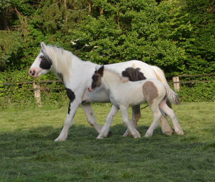 Tinkerbell Fohlen_0018